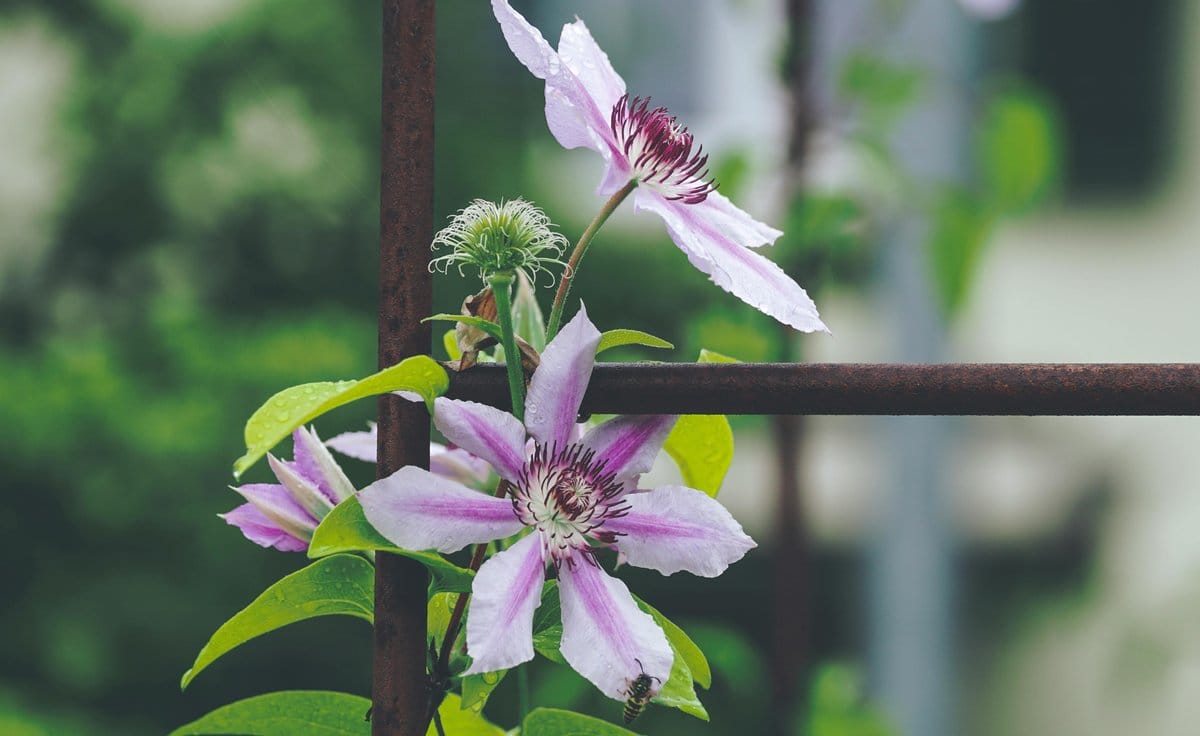clematis flowers on a rustic trellis