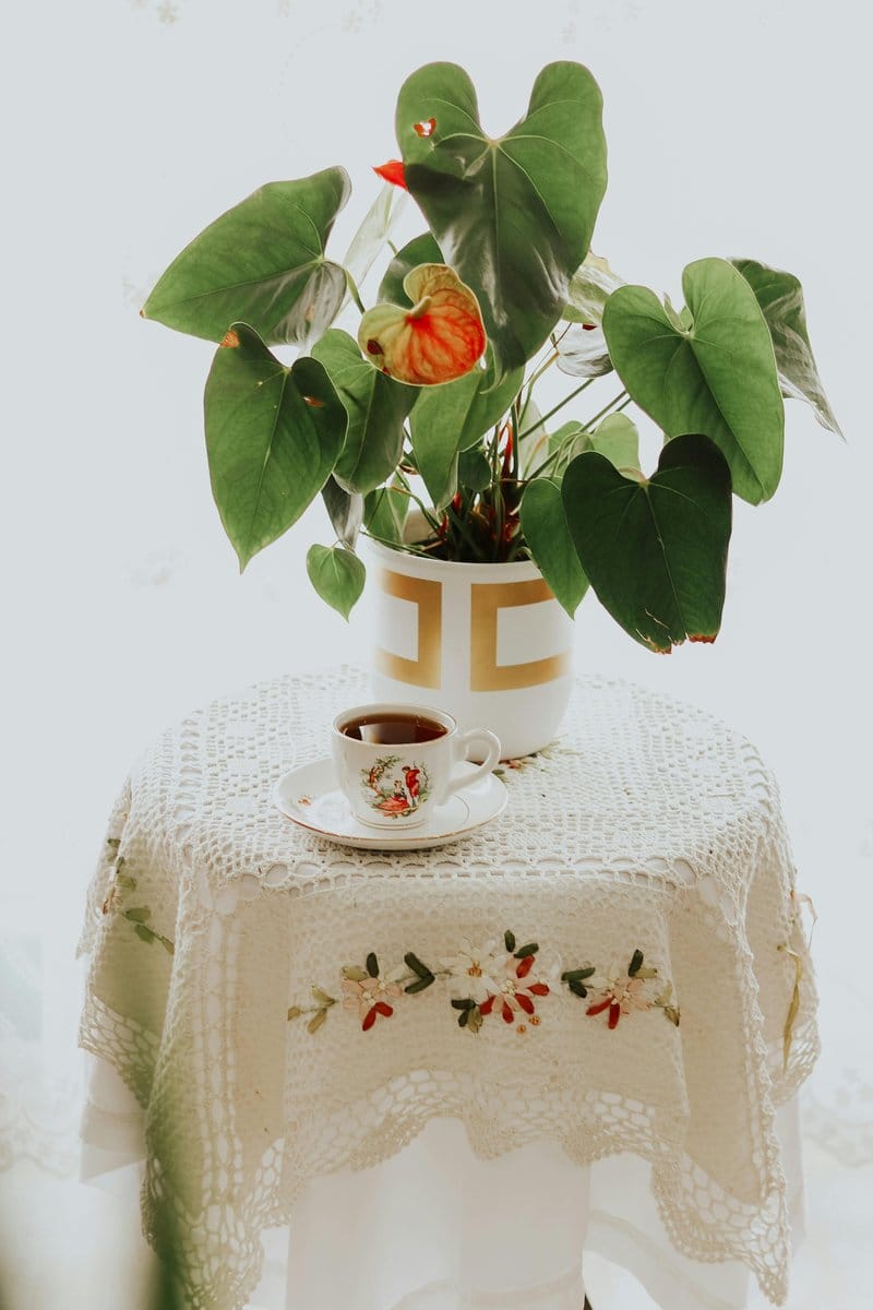 anthurium in ceramic pot