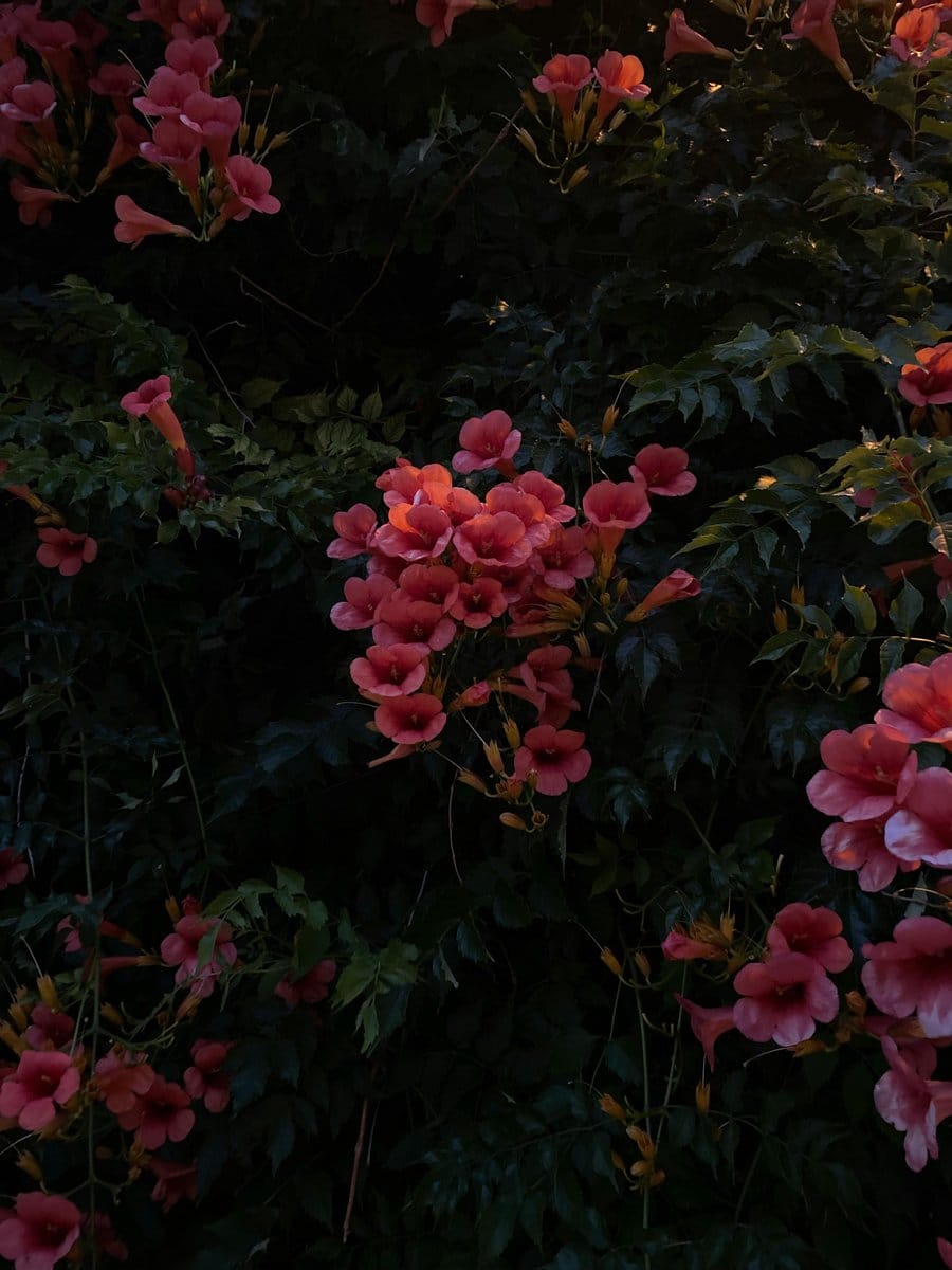 Trumpet vine flowers attracting hummingbirds