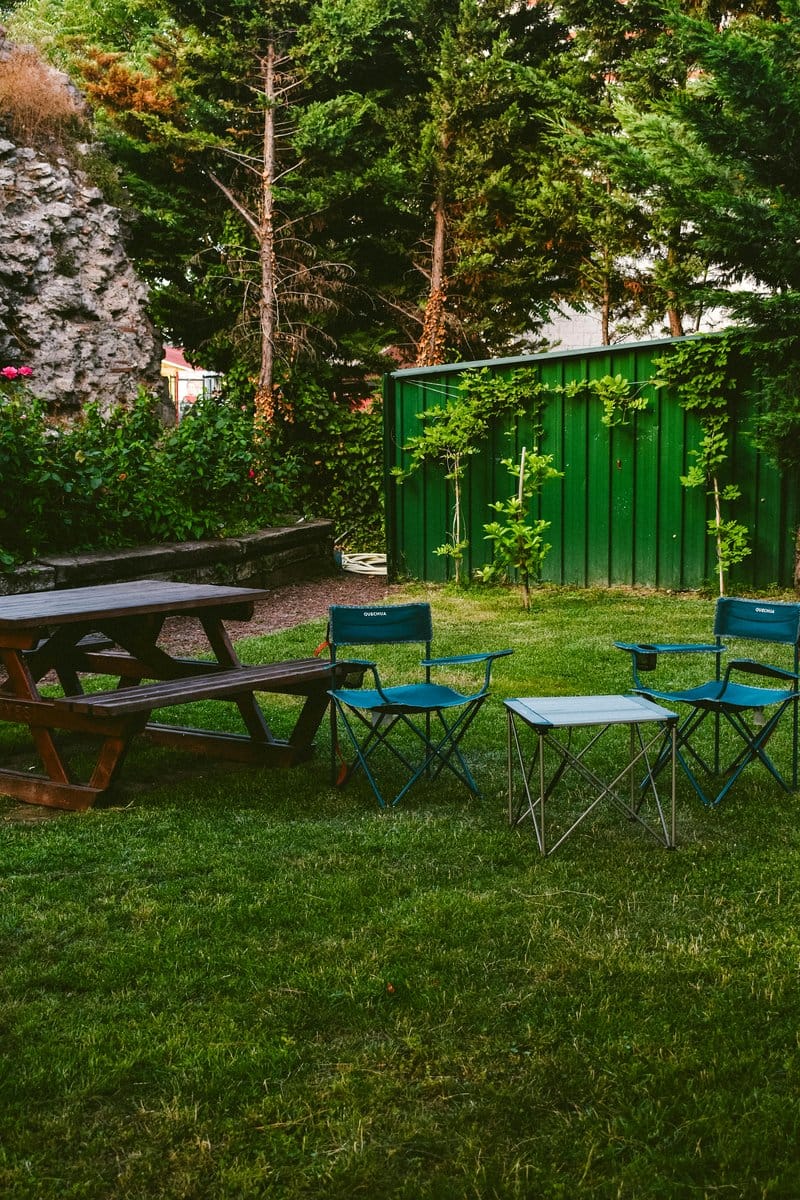 Lush green ferns in cozy nook