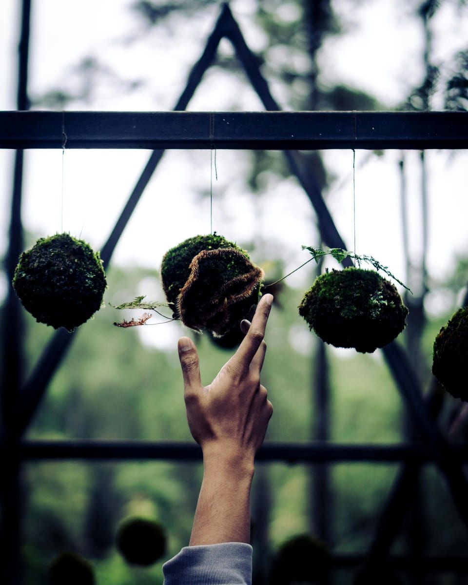 kokedama moss ball with fern