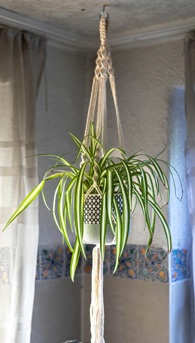 spider plant in macrame hanger