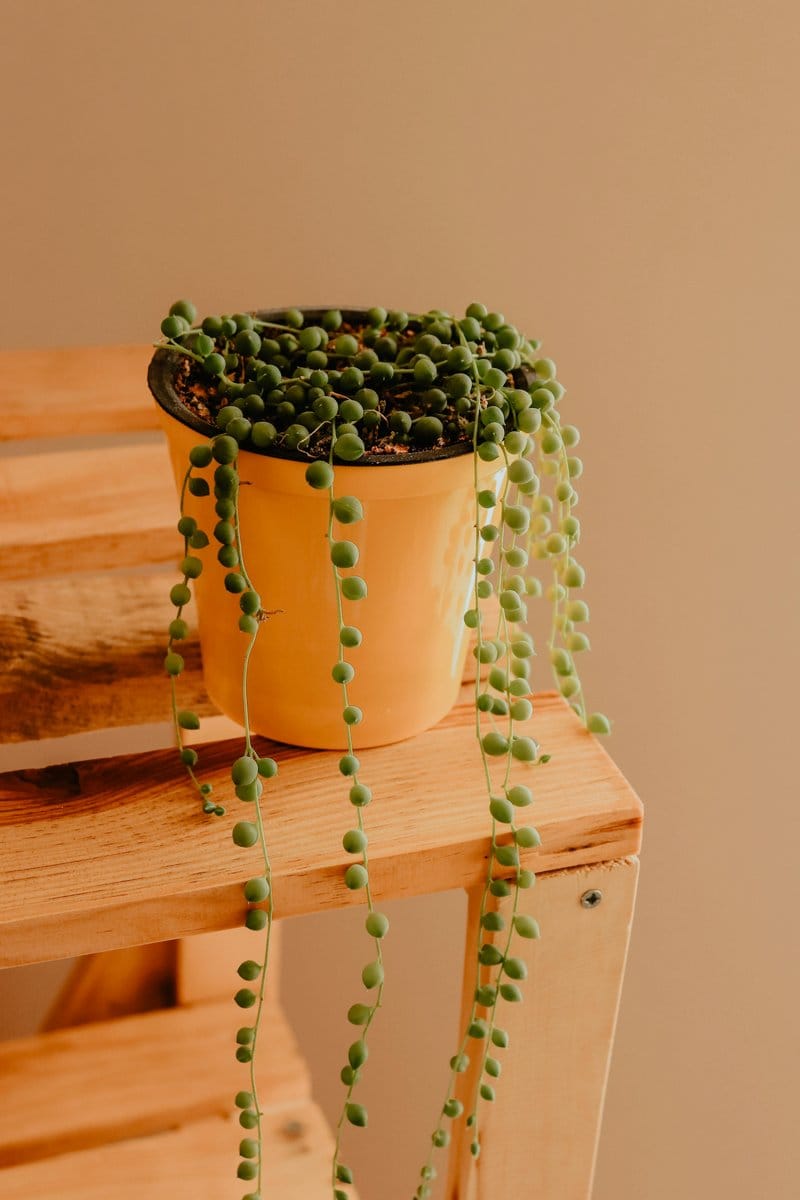 string of pearls plant cascading