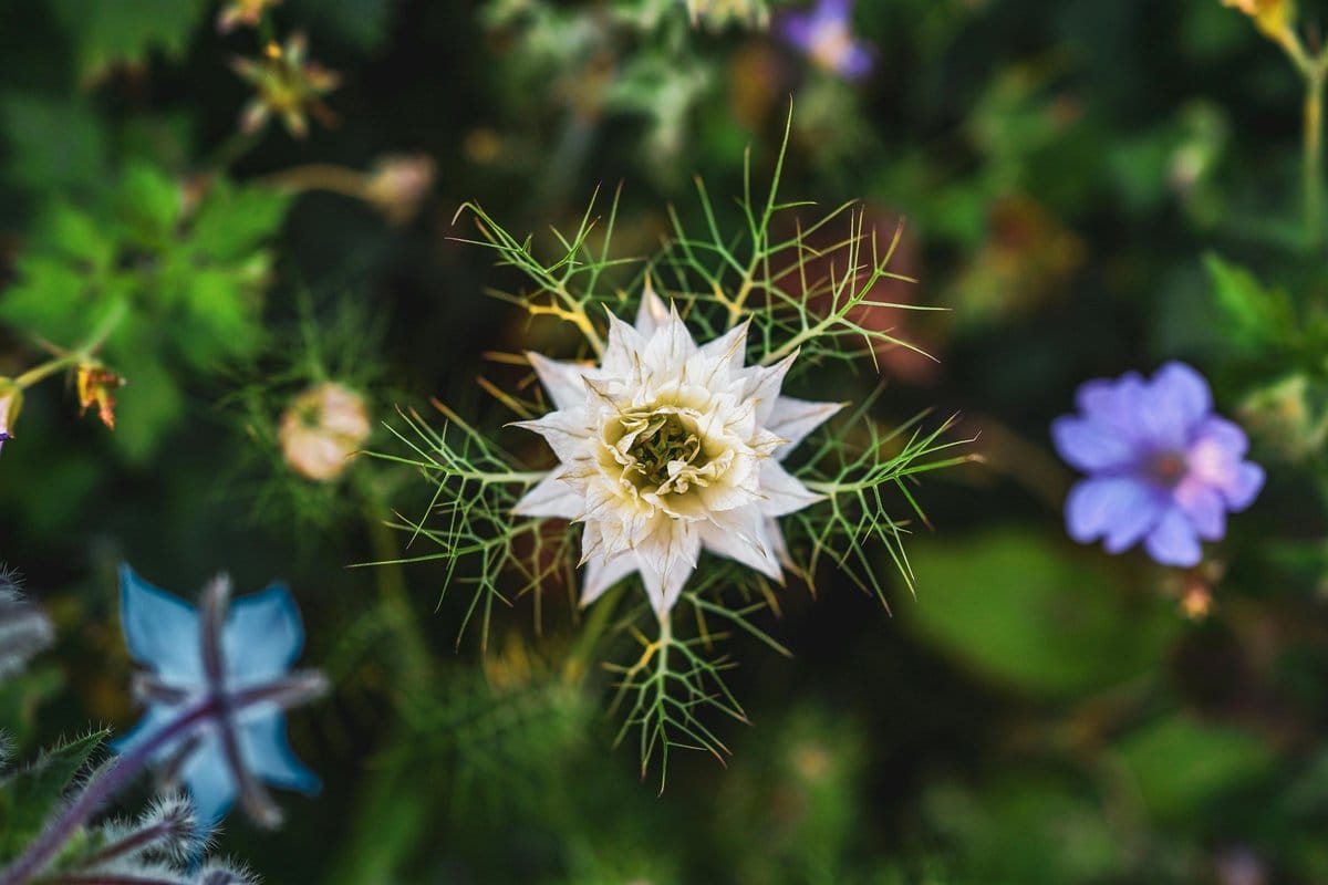 nigella flowers with feathery foliage