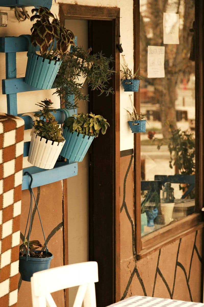 Driftwood hanging shelf with potted plants