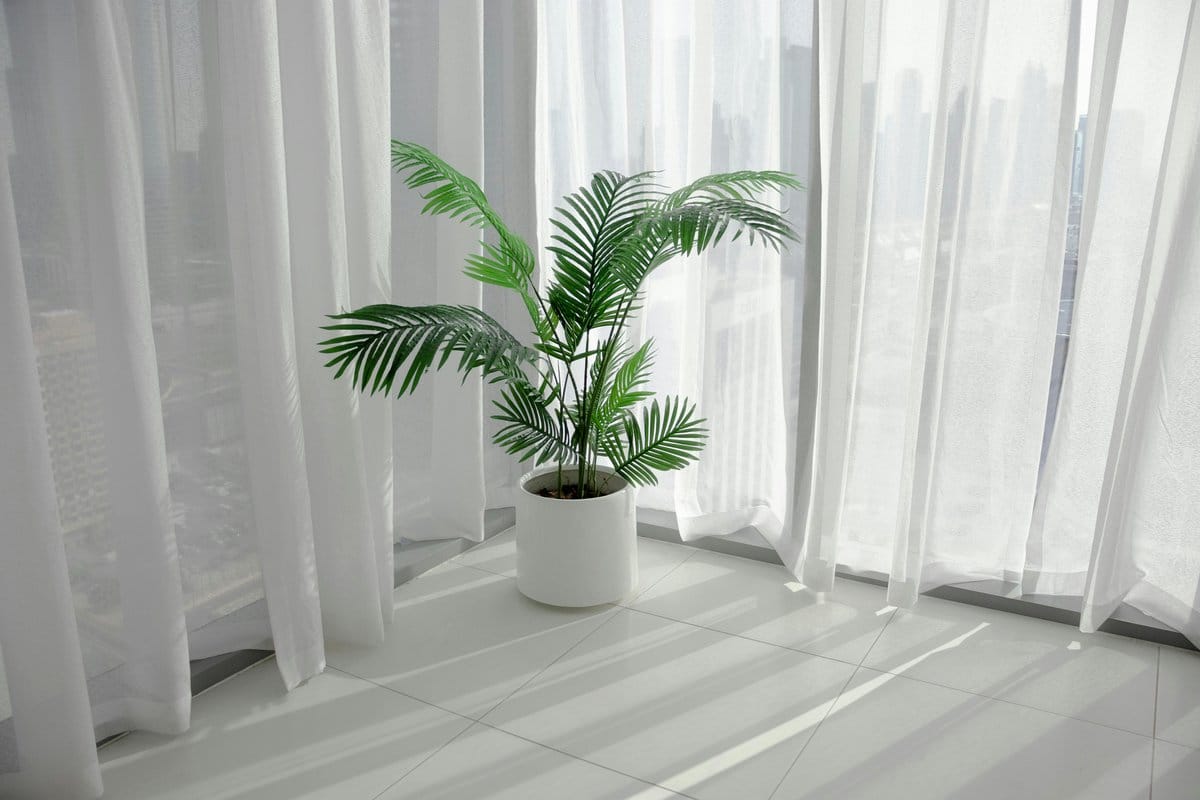 areca palm by large window