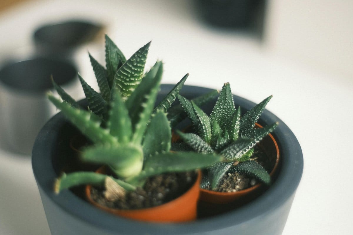 Miniature fairy garden with typewriter key plant pots
