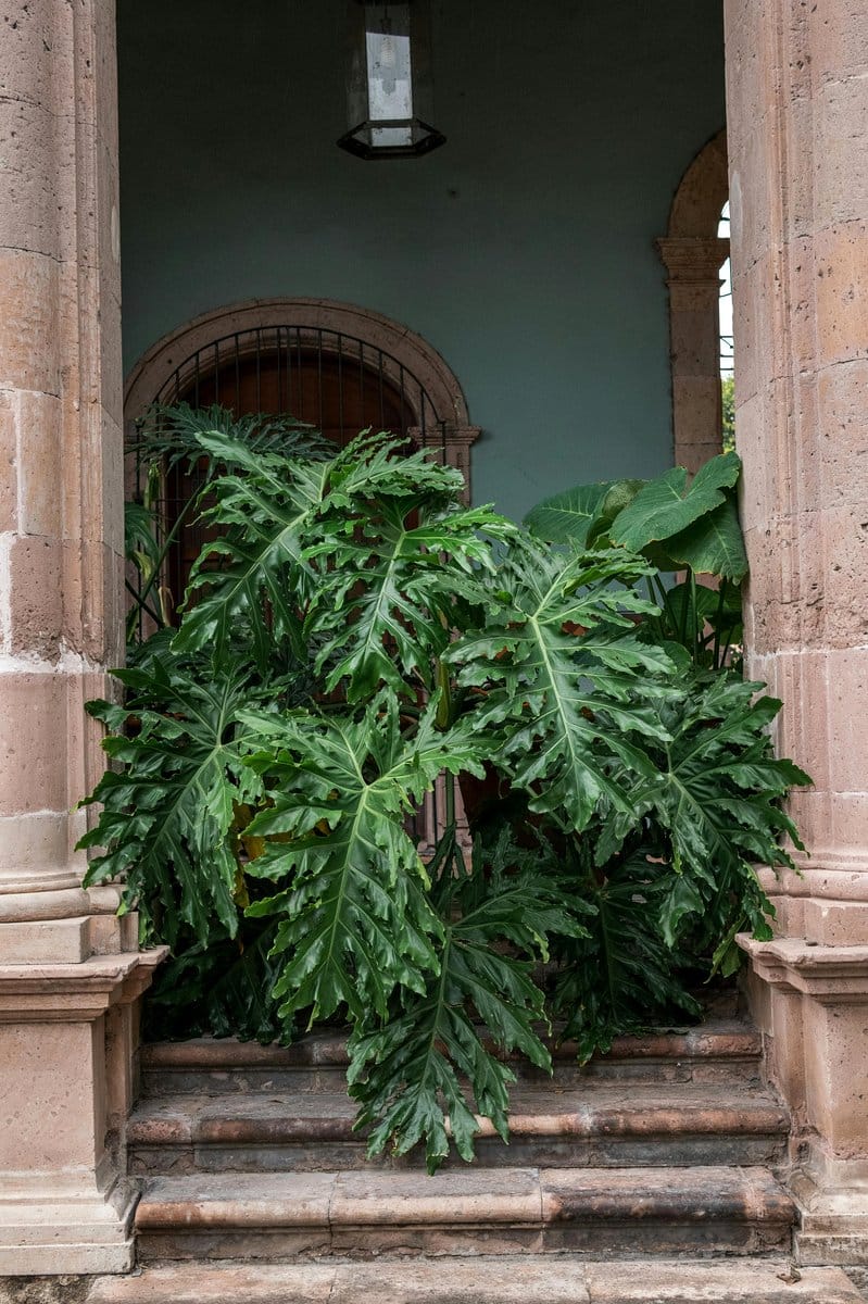 rubber plant and philodendron by doorway