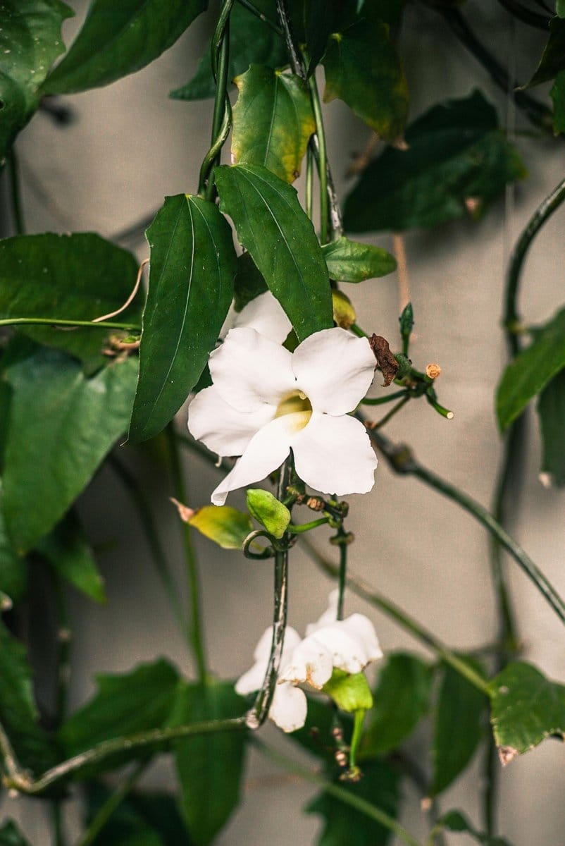Jasmine vine with starry white flowers