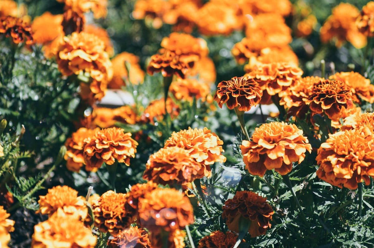 marigold flowers in garden bed