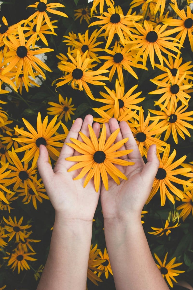 black-eyed susan flowers on a trellis