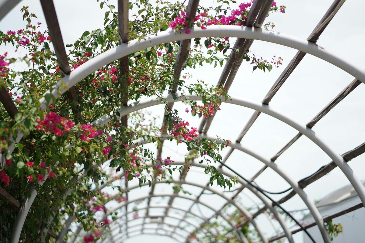 climbing rose vines on a garden arch