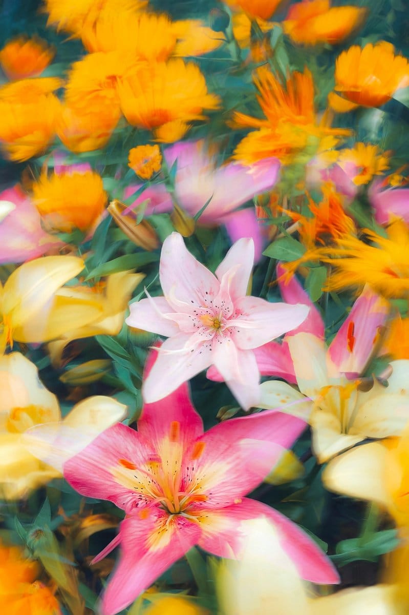 marigolds and bean plants