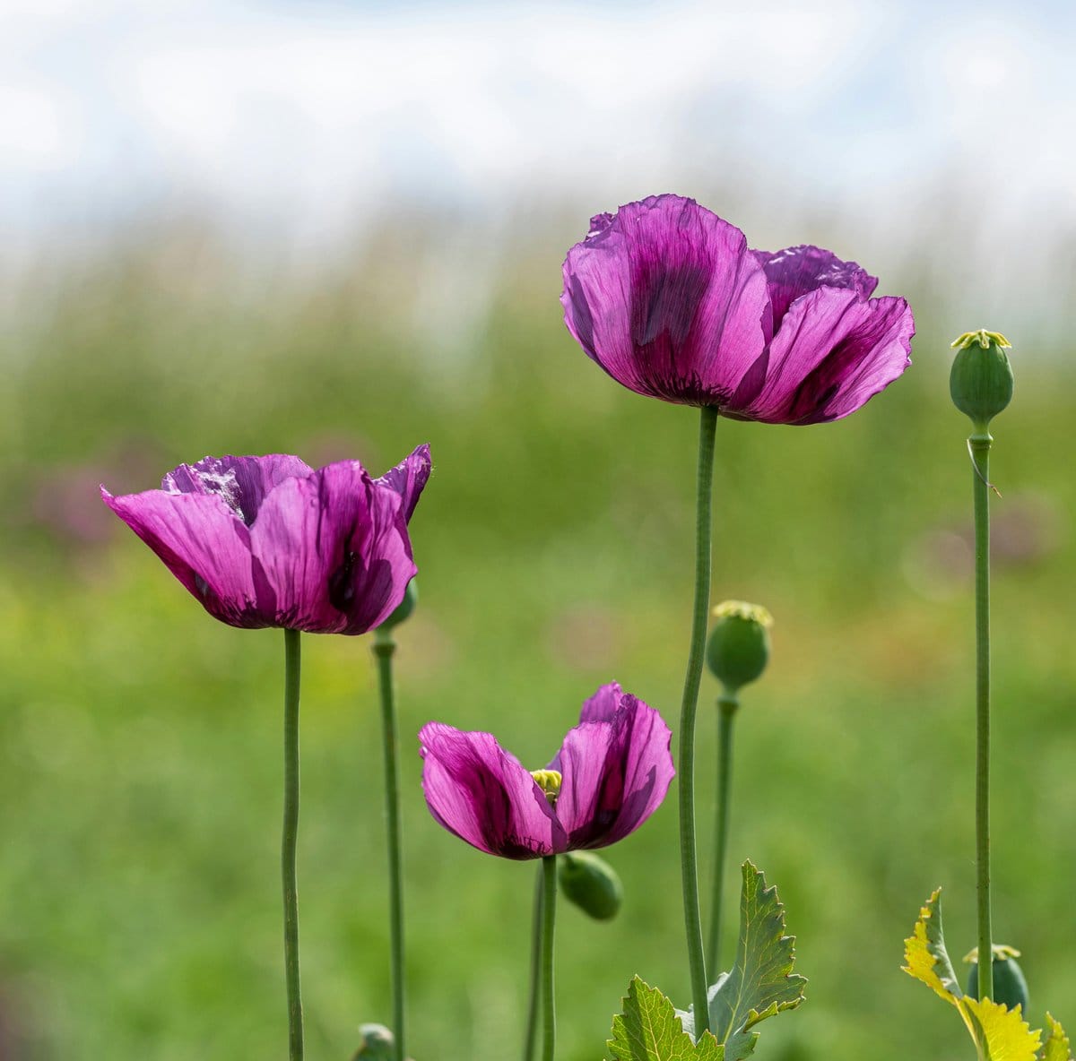 bachelor’s buttons in meadow
