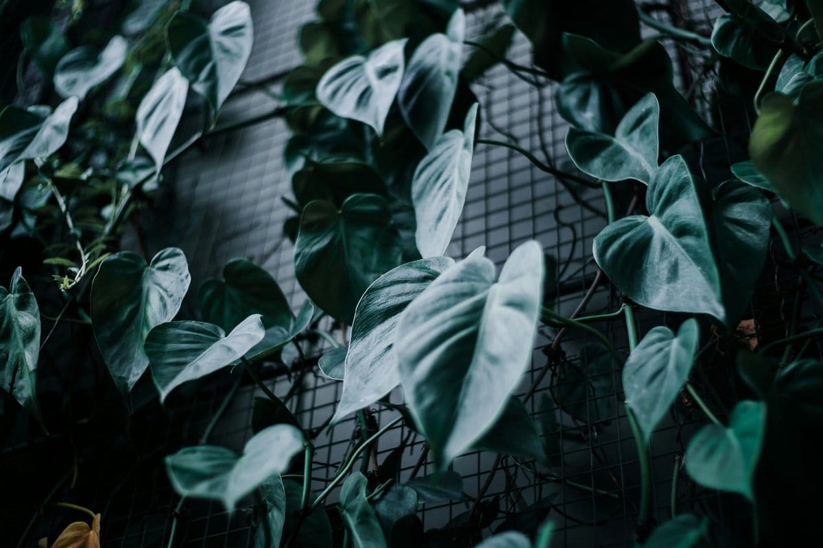 hoya plant with heart-shaped leaves