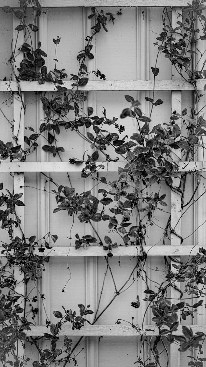 horizontal ladder trellis with lush ivy
