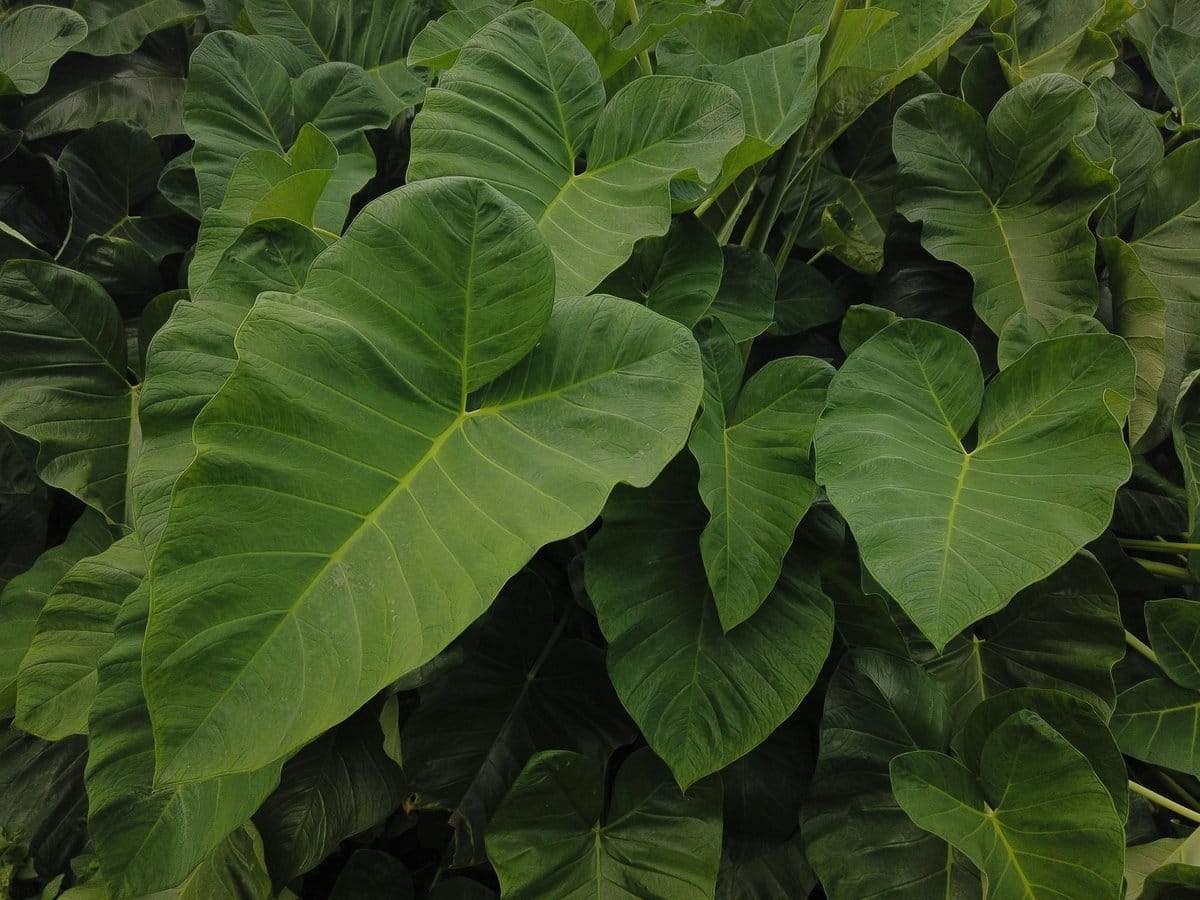 alocasia with arrow-shaped leaves