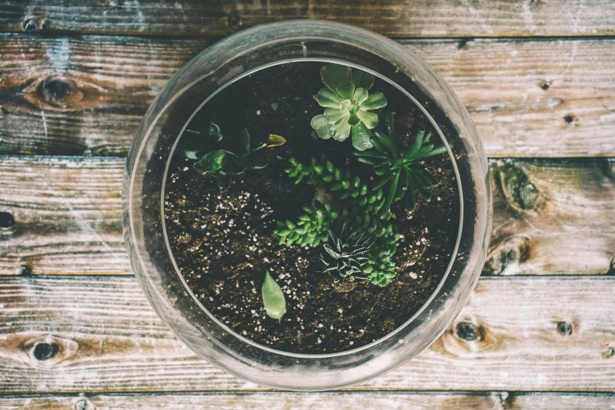 Glass terrarium on tabletop