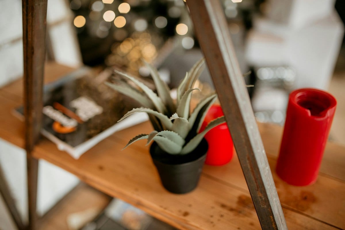Aloe vera plant on wooden shelf