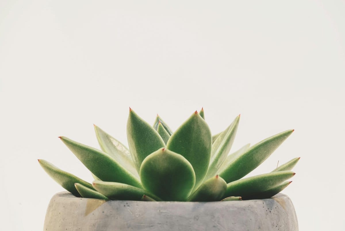 tranquil zen garden succulent wreath