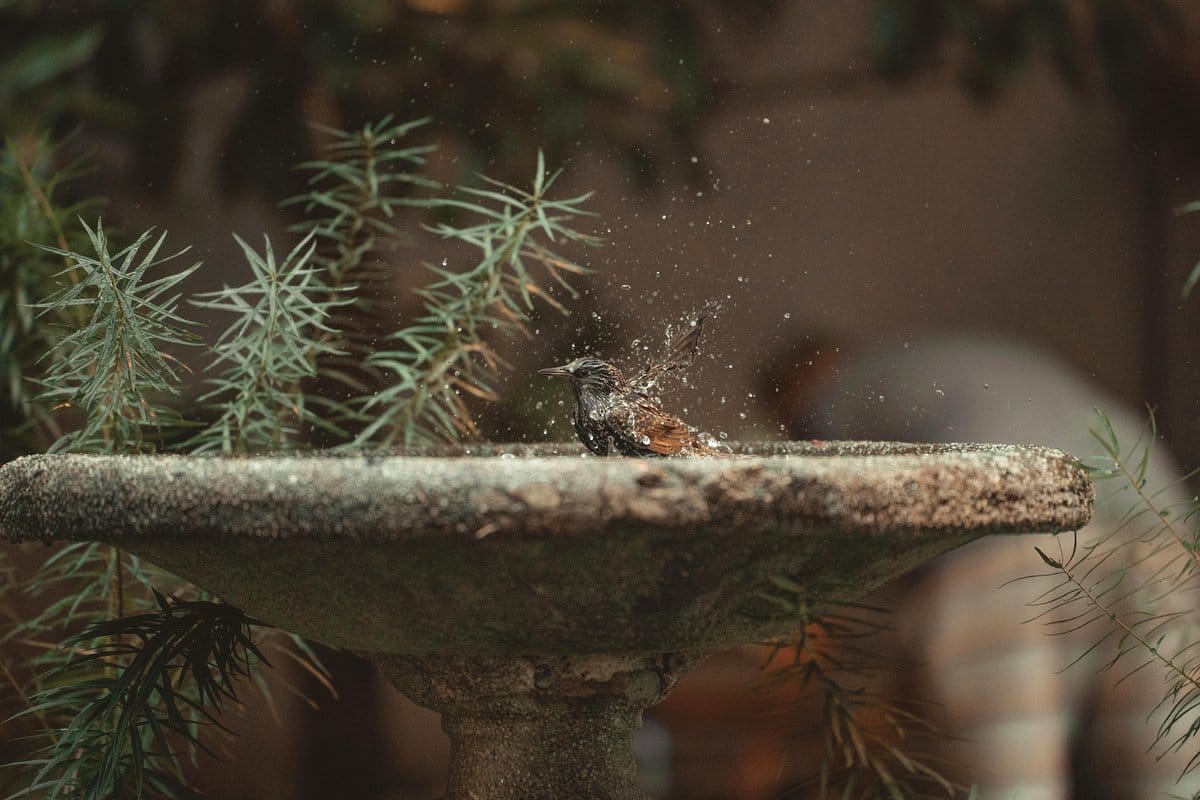 small indoor water fountain with plants