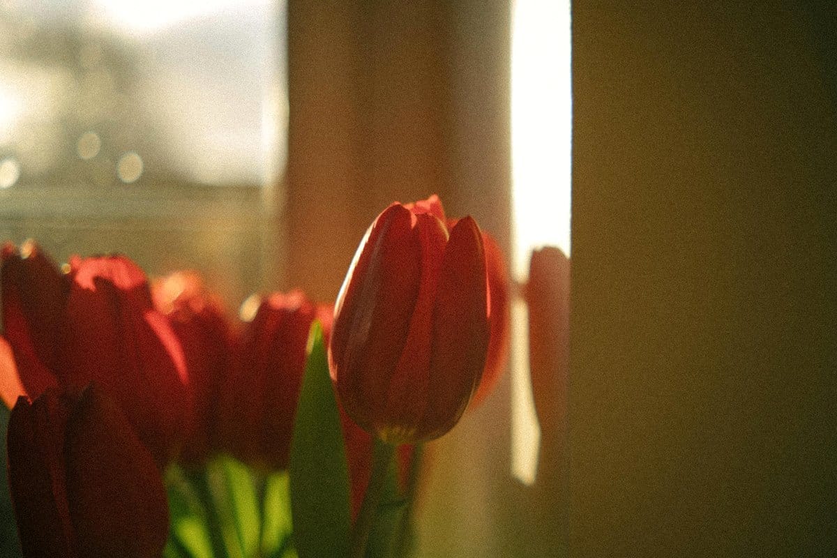Brightly colored window sill plant arrangement