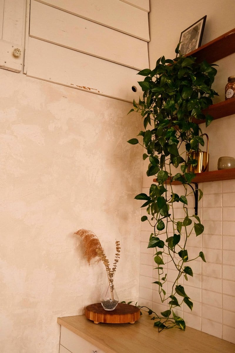 pothos vines cascading from a shelf