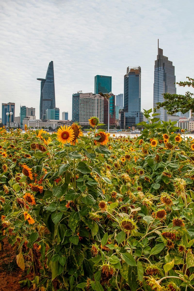 towering sunflowers in field