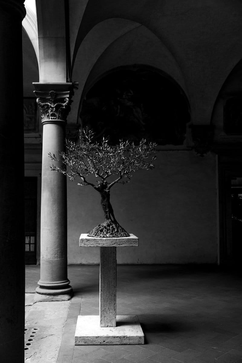 Elegant bonsai tree on a minimalist stand