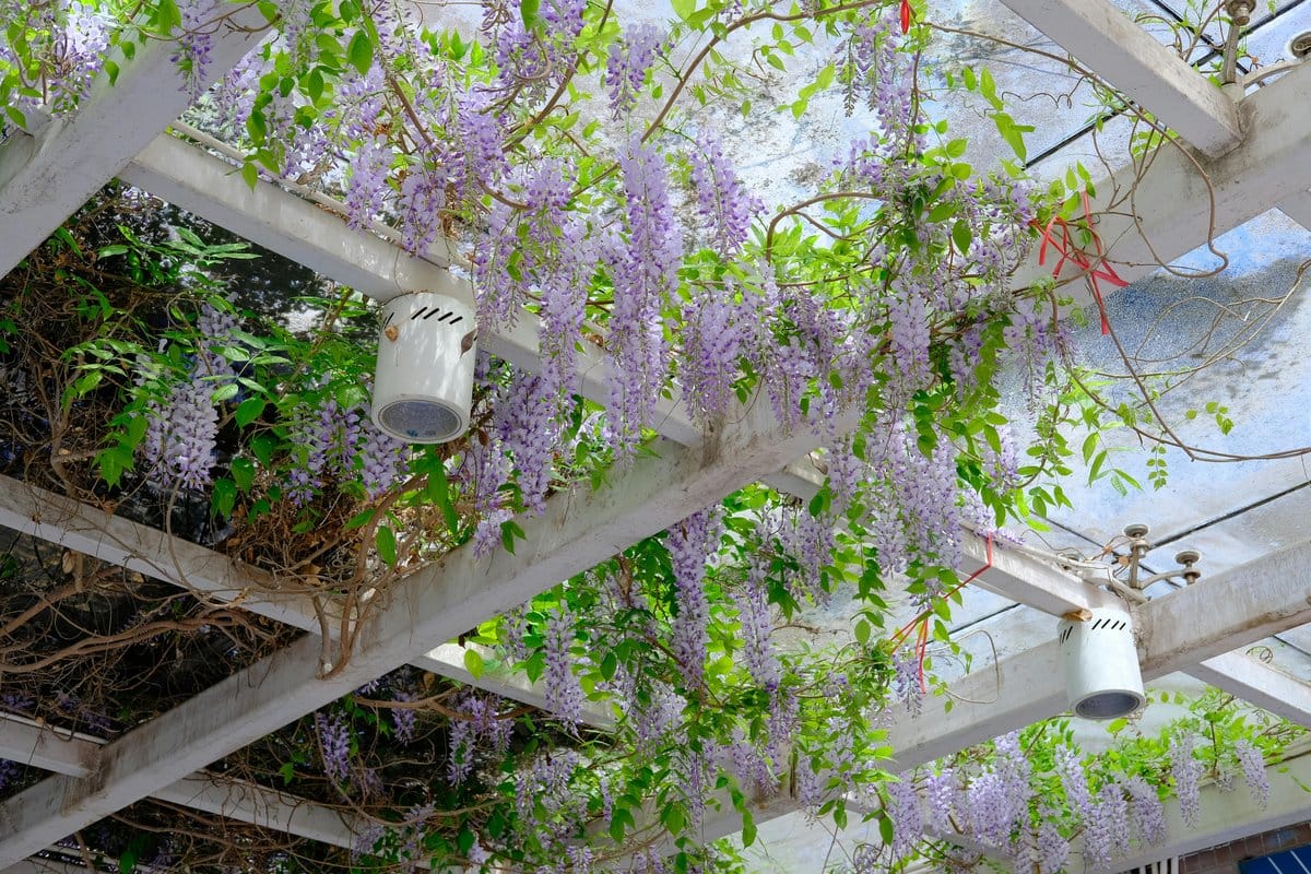 wisteria vines draping over a pergola