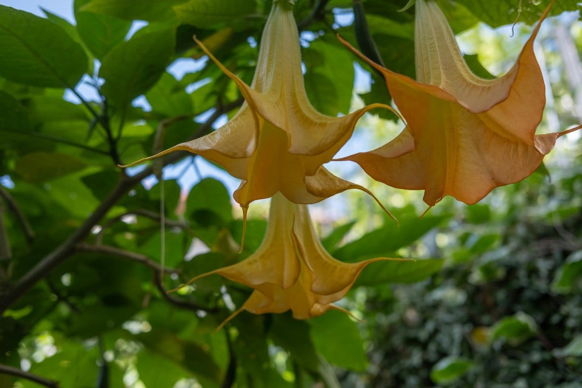 Golden trumpet vine on a sunny trellis