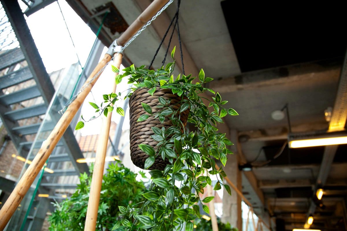 spider plant in a hanging basket