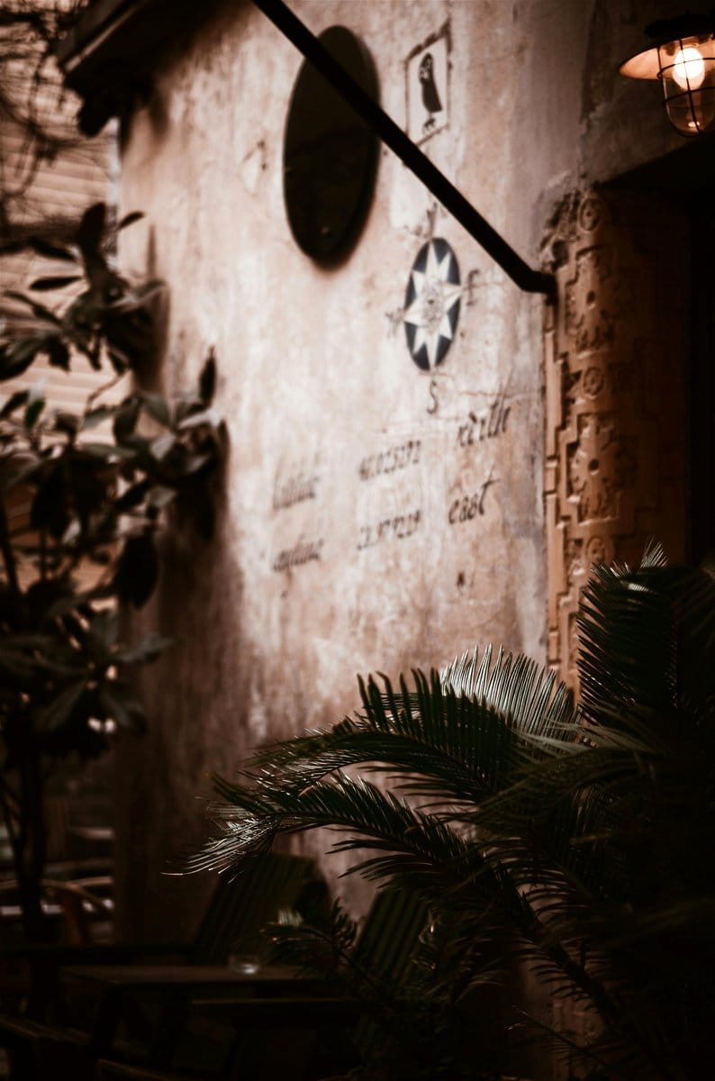 Dark foliage plant display in moody lighting