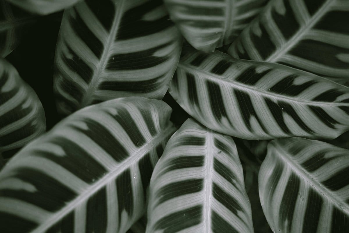 calathea with striped leaves