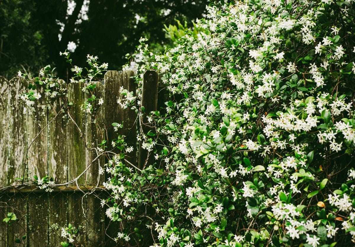 Star jasmine climbing a rustic fence