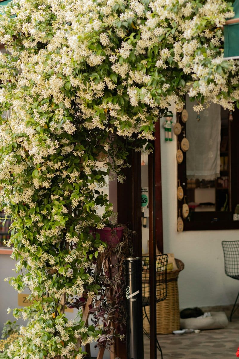 jasmine flowers entwined on a lattice