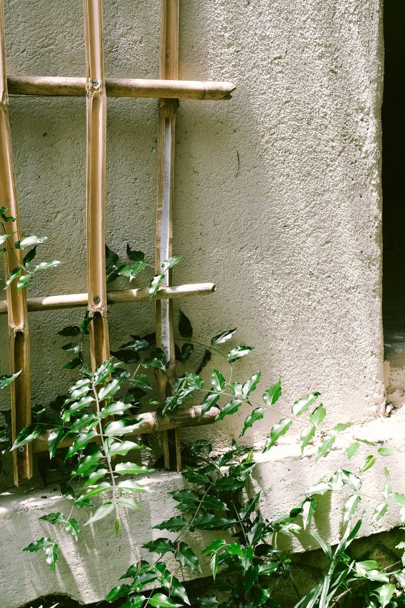 Wooden trellis with climbing roses