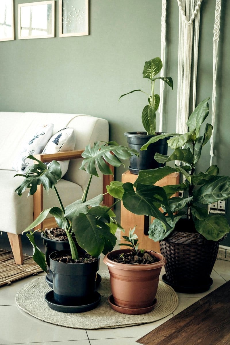 monstera deliciosa beside sofa