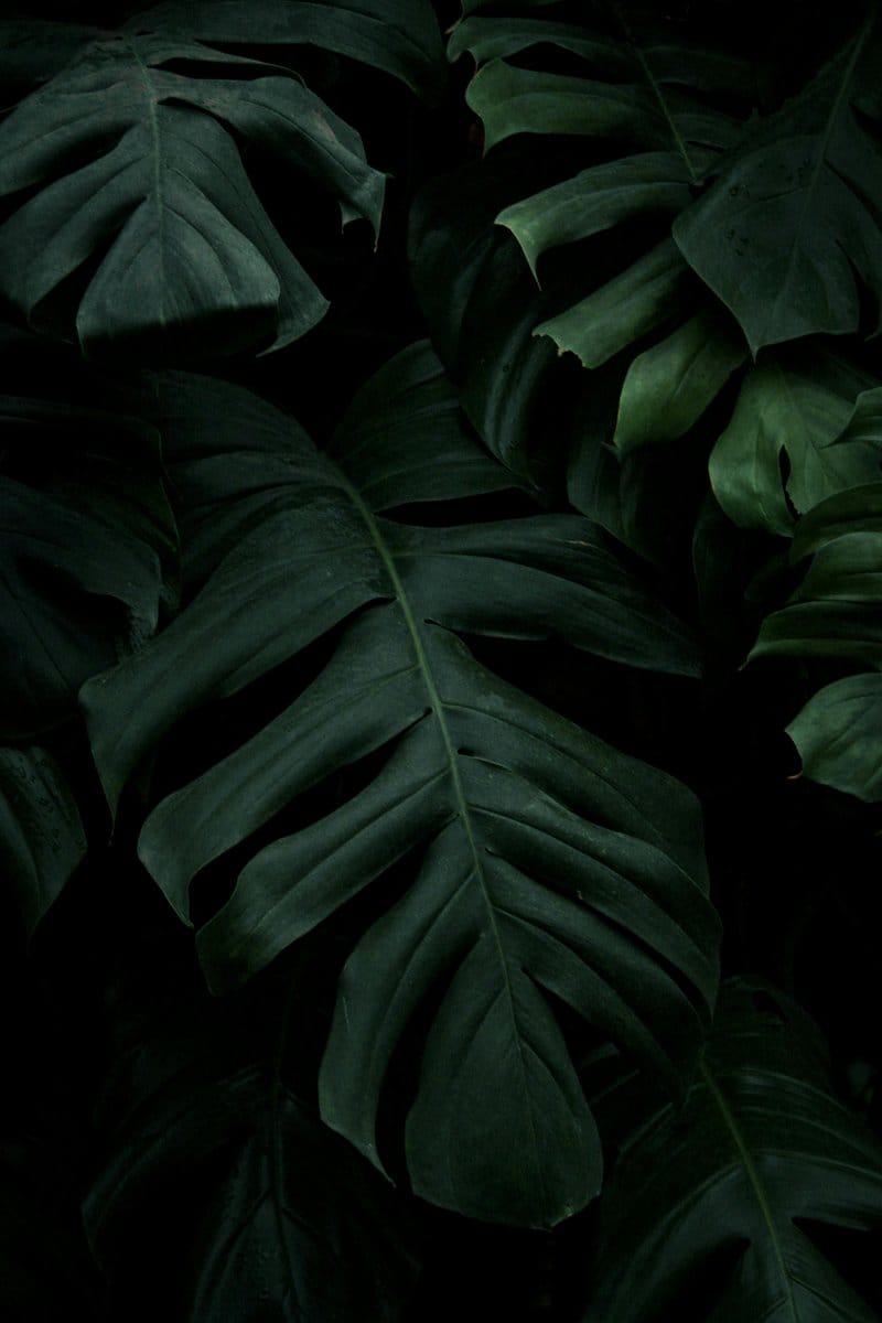 philodendron on mantelpiece