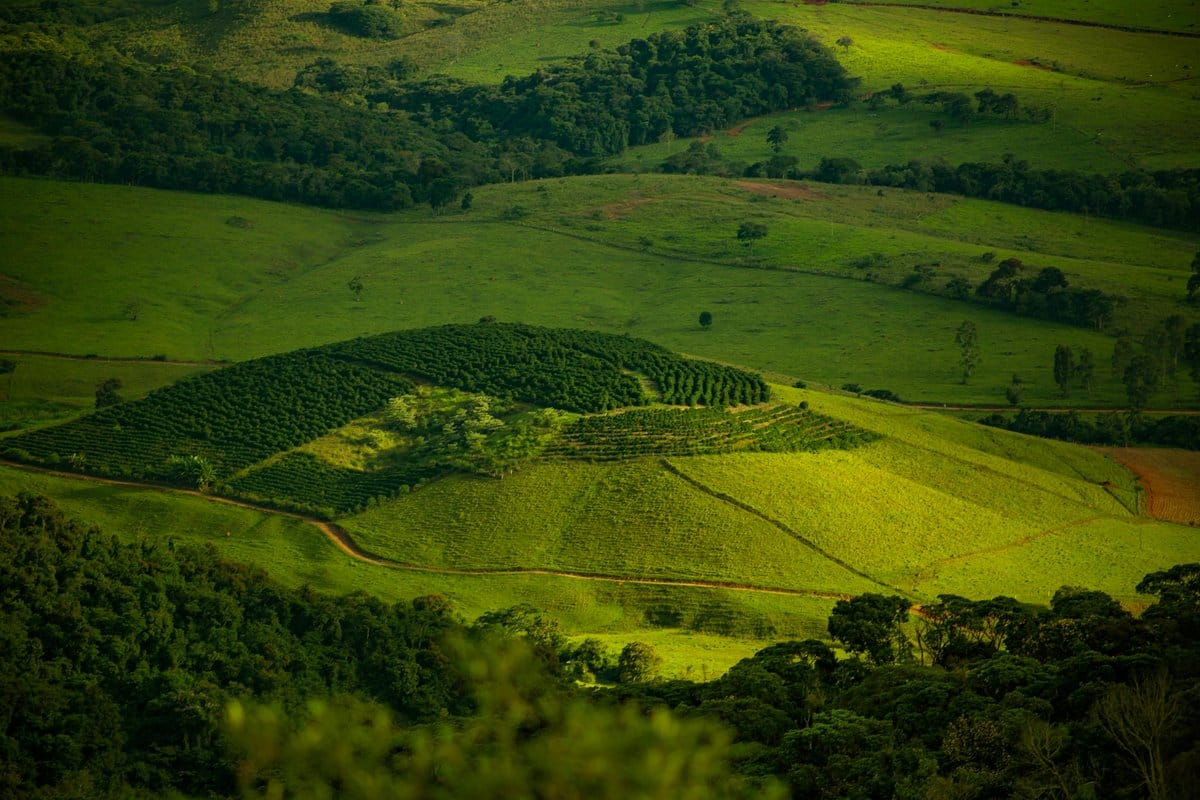 lush cover crop field