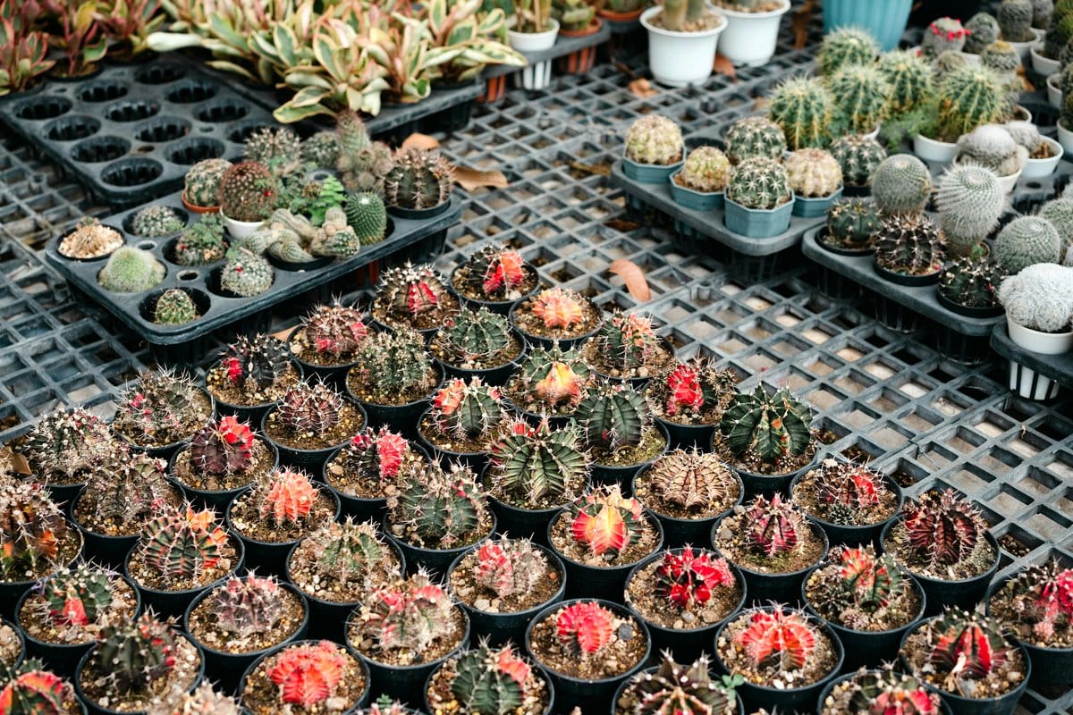 Various cacti in colorful pots