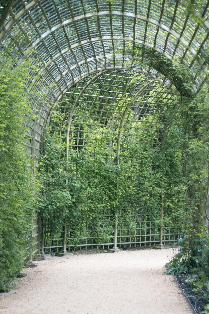 zigzag bamboo trellis with trailing nasturtiums