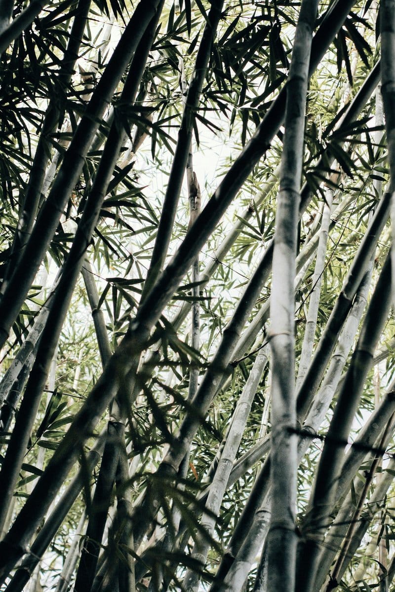 Tall bamboo stalks in zen corner