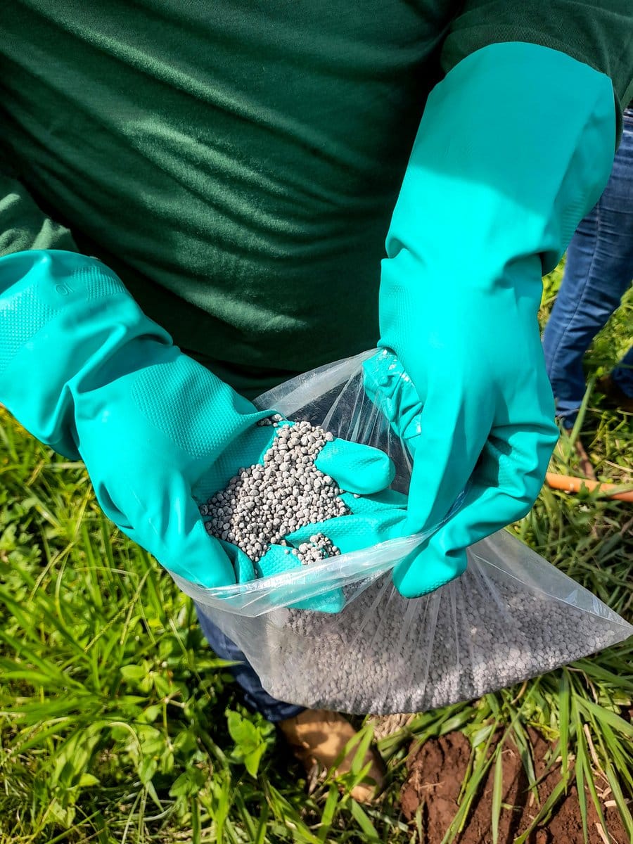 gardener applying granular fertilizer