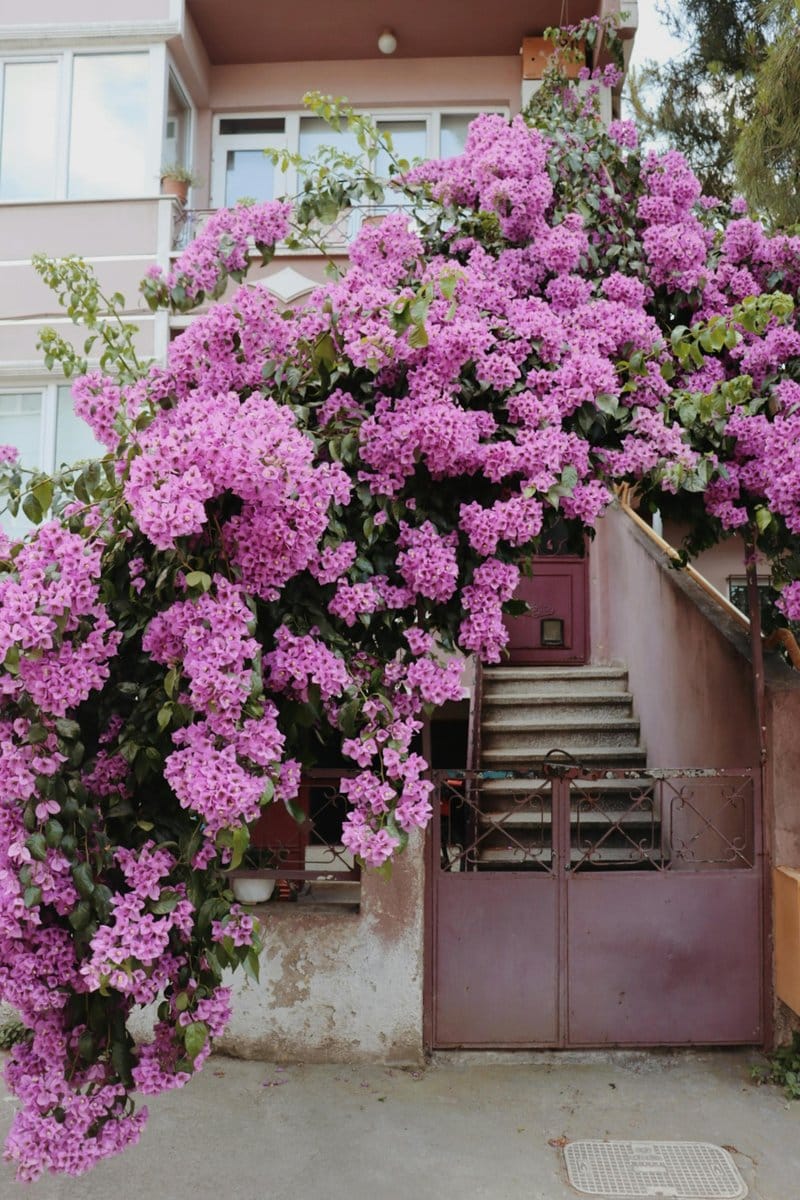bougainvillea cascading over a garden wall