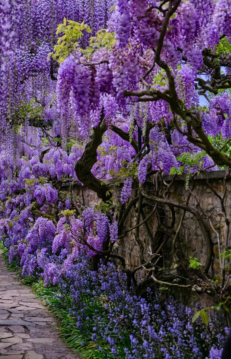 bamboo pyramid trellis with blooming wisteria