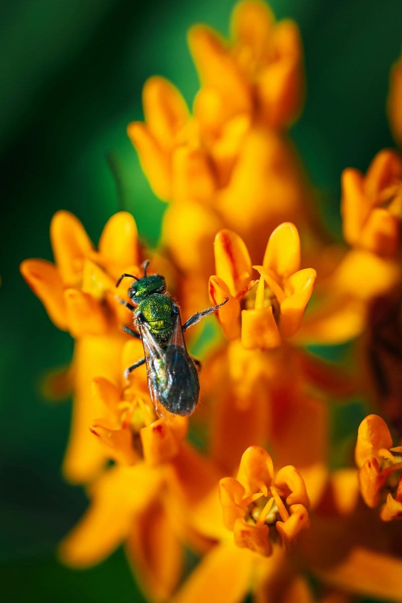 Honeysuckle blooms with bees