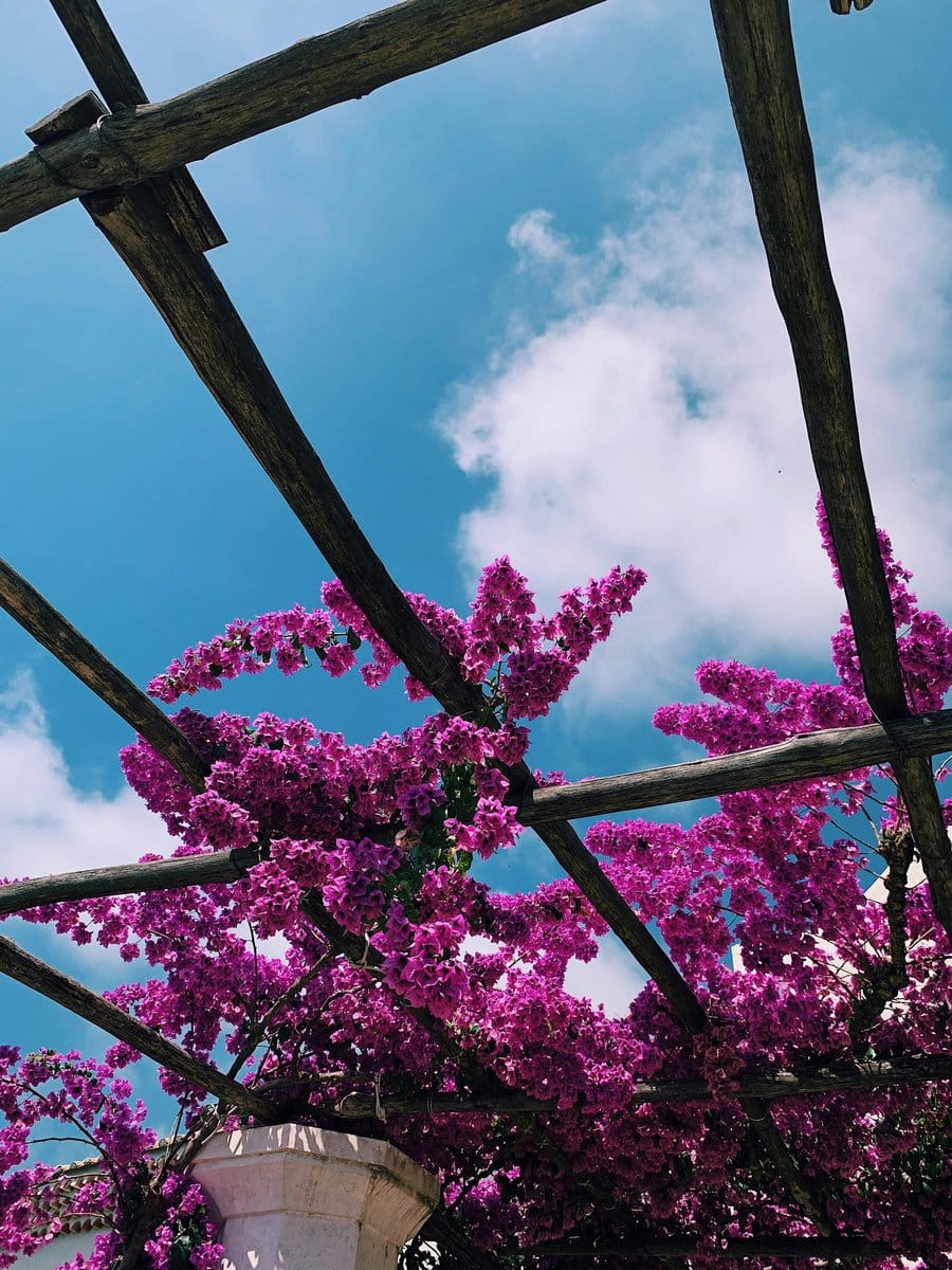 allamanda flowers on a trellis