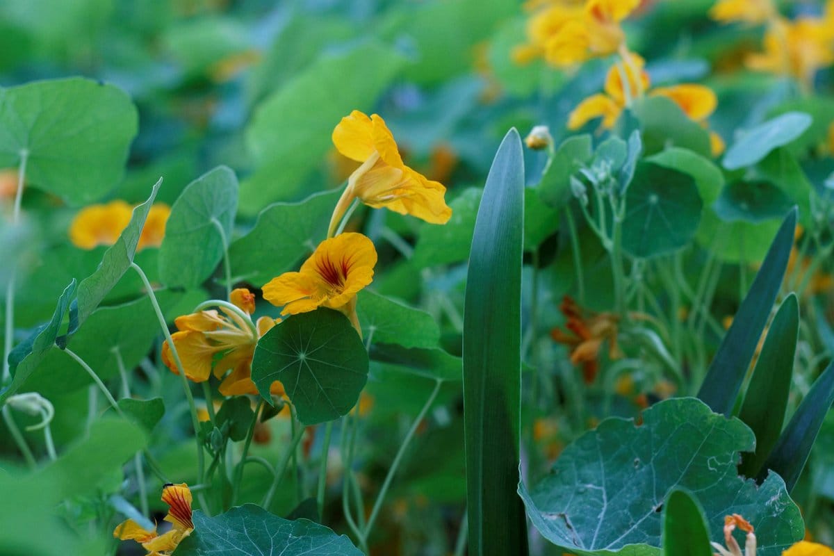 nasturtium flowers in bloom
