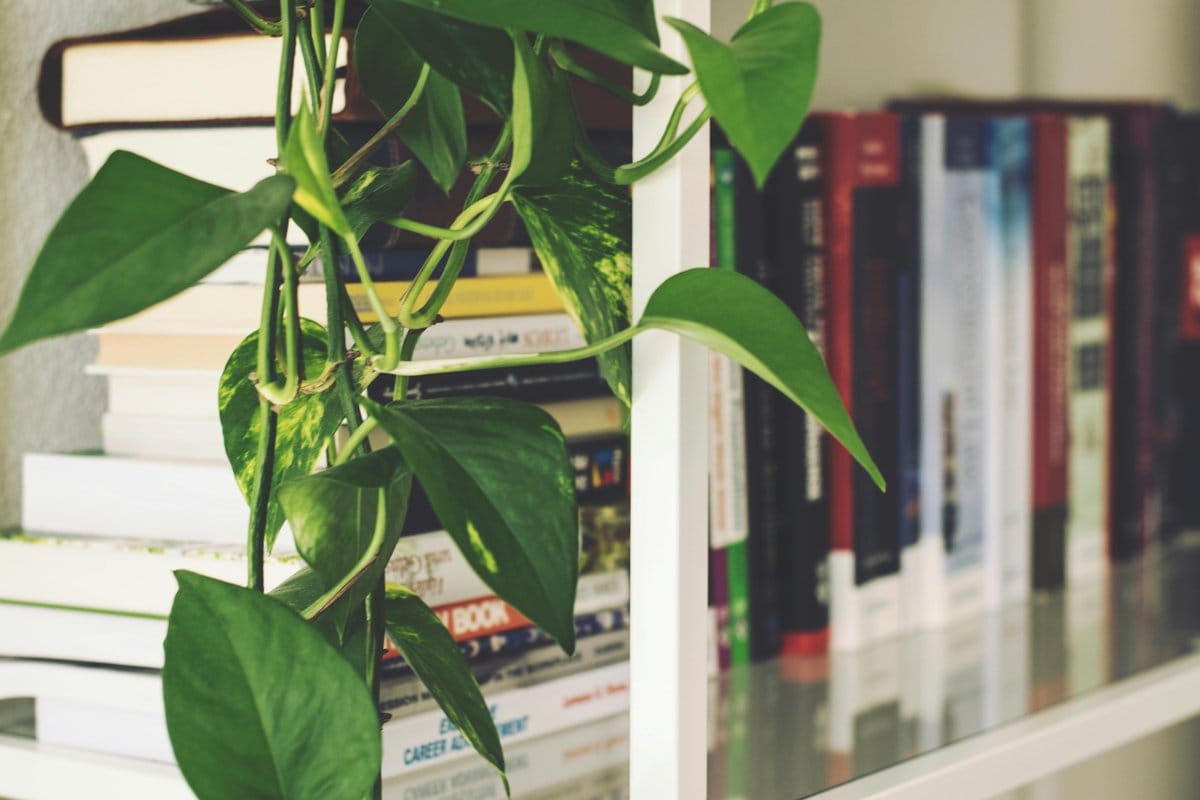pothos vines draping shelf